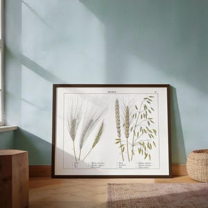 Illustration botanique de céréales | Blé, avoine, seigle, orge | Estampe agricole de 1858 | Gravure botanique victorienne | Décoration murale pour ferme