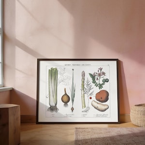 Ilustración botánica de verduras y raíces de cocina / Apio, cebolla, espárrago y patata / Grabado victoriano de verduras de 1858 / Educación antigua