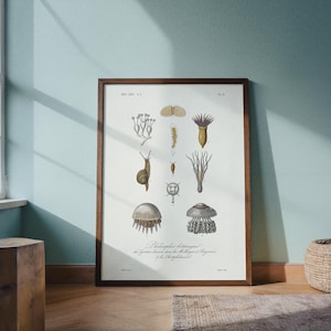 May include: A framed botanical print featuring various illustrations of marine life and plants. The artwork includes detailed drawings of jellyfish, snails, and other sea creatures, with a dark brown wooden frame. The print is displayed against a light blue wall.