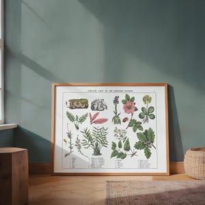 May include: A framed botanical print titled "Tabular View of the Vegetable Kingdom." The print features detailed illustrations of various plants in shades of green, pink, and red, set against a white background. The frame is made of light brown wood.