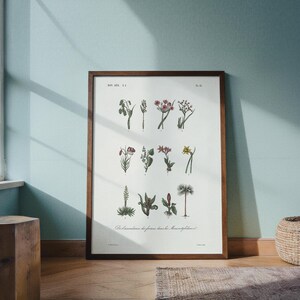 Tryck av monokotyledonväxtformer | Botaniskt evolutionsdiagram från 1800-talet | Digital nedladdning