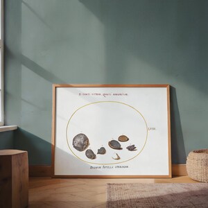 May include: A framed print featuring a scientific illustration of various shell specimens. The artwork, with a wooden frame, displays a central circular design with labeled specimens and Latin text. The print is set against a muted green wall.
