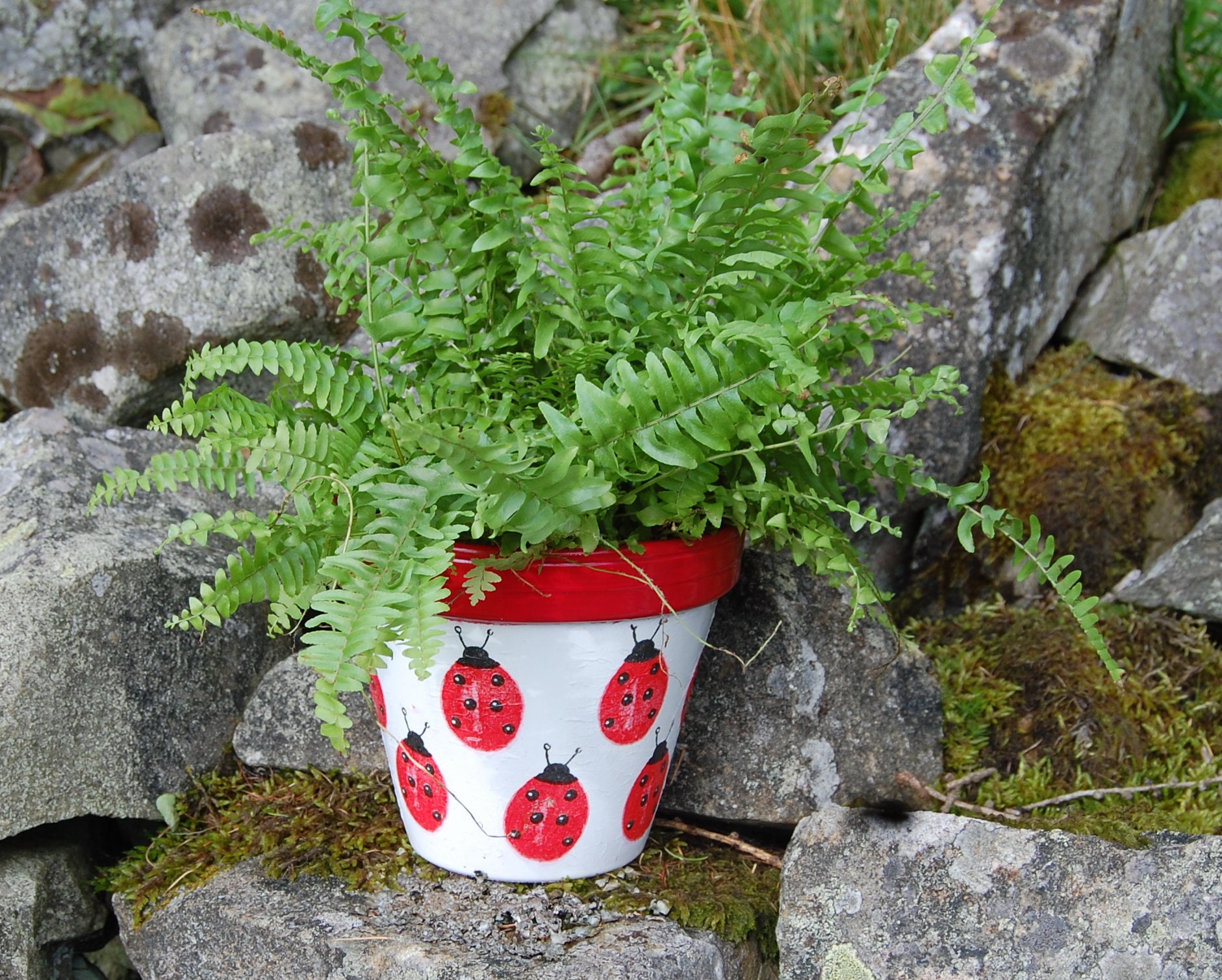 Red Ladybirds Ladybug Terracotta Flower Plant Pot Garden Gift Housewarming Decor Planter Gardener Pots Gardening Planting
