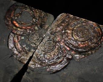 Schillerndes Psiloceras Ammonit Fossil Paar: Jura Ausstellungsstück