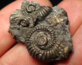 黄鉄鉱化したアンモナイト化石の破片/クラスター - ジュラ紀海岸 黄鉄鉱化したアンモナイト化石の破片/クラスター - ジュラ紀海岸