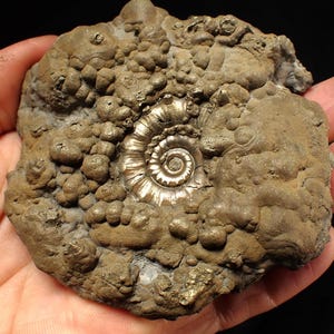 May include: A fossilized ammonite, showcasing a spiral shell in a matrix of brown and gold-colored rock. The fossil's intricate details are highlighted by the contrast between the polished shell and the rough texture of the surrounding stone.
