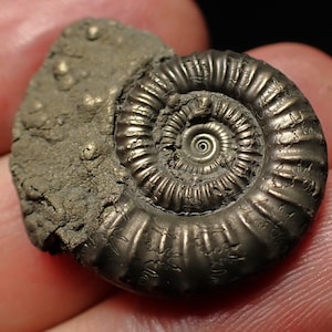 May include: A metallic, bronze-toned ammonite fossil featuring a coiled, spiral shell with intricate, raised ribbing and suture patterns. One side of the fossil remains embedded in a rough, textured, dark grey matrix with small, granular mineral deposits.