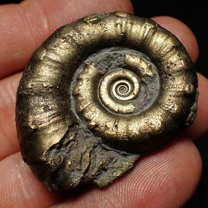 May include: A fossilized ammonite shell with a spiral pattern. The shell has a metallic gold and bronze color with a textured surface. The fossil is held in a hand, showcasing its intricate details and natural beauty.