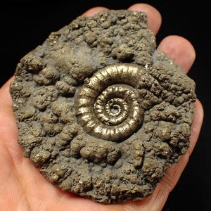 May include: A fossilized ammonite, featuring a golden spiral shell embedded in a rough, textured matrix. The surrounding rock is a mottled gray-brown color, with a bumpy surface. The ammonite's shell is the focal point, showcasing its intricate design.