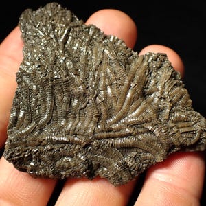 Detailliertes Crinoid Fossil (70 mm) Pentacrinites UK Jurassic Coast Fossilien Mineralien Geologie Geschichte Kuriosum Geschenkidee Antiquitäten