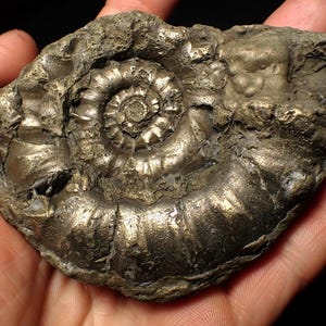 May include: A fossilized ammonite, a type of extinct marine mollusk, is held in a hand. The fossil has a spiral shell pattern and a rough, textured surface. The color is a mix of gray and gold.