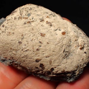 Coprolite d'ichtyosaure du Jurassique (caca) de Lyme Regis (55 mm)