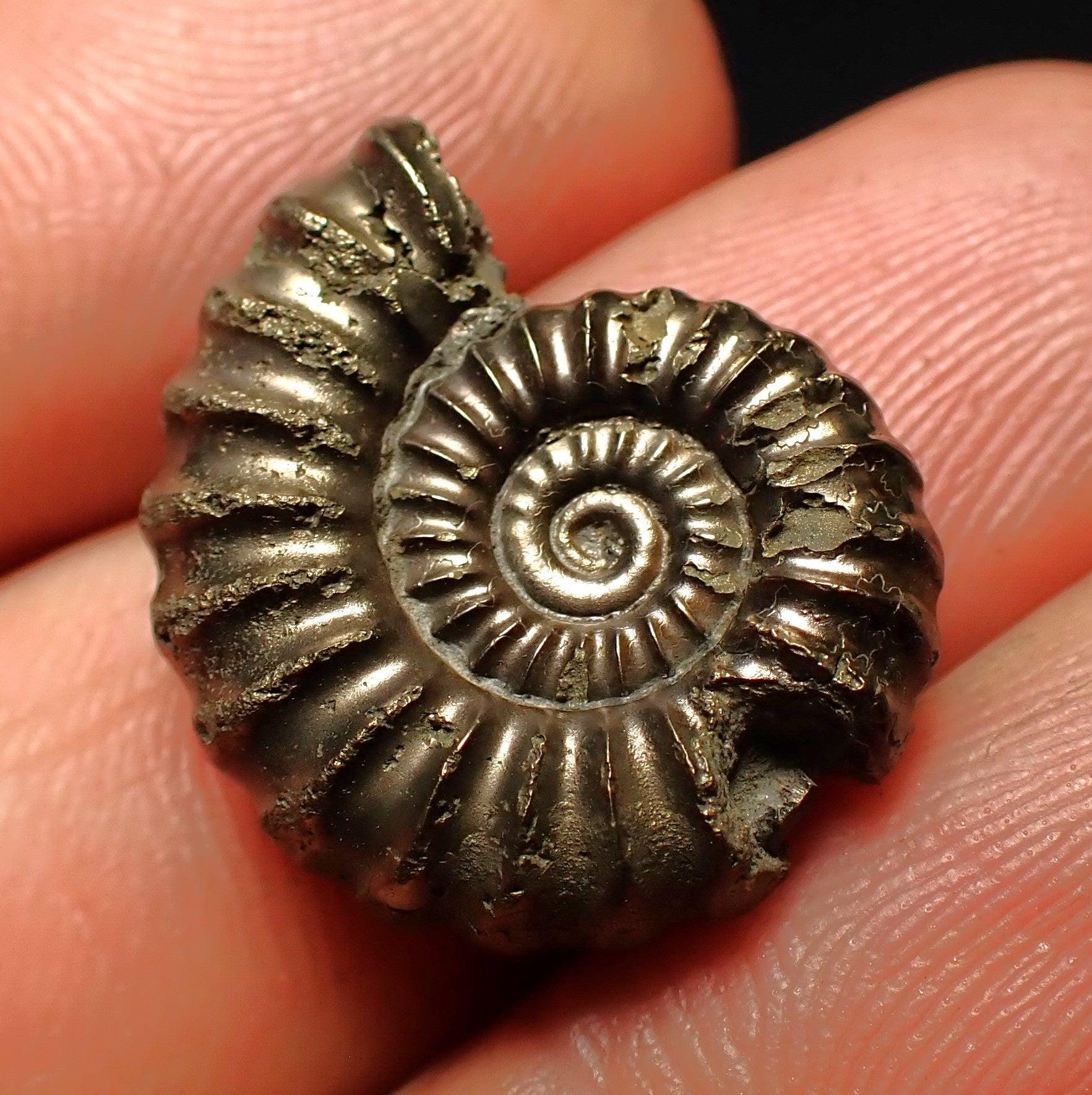Pyritized Ammonite Fossil: Promicroceras Pyritosum With Bite Mark