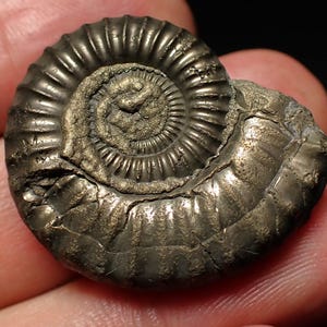 May include: A metallic, pyrite-replaced ammonite fossil featuring a distinct spiral shell structure with intricate, ribbed chambers. The surface displays a reflective, brassy gold lustre with natural textures and crevices throughout the fossilised form.