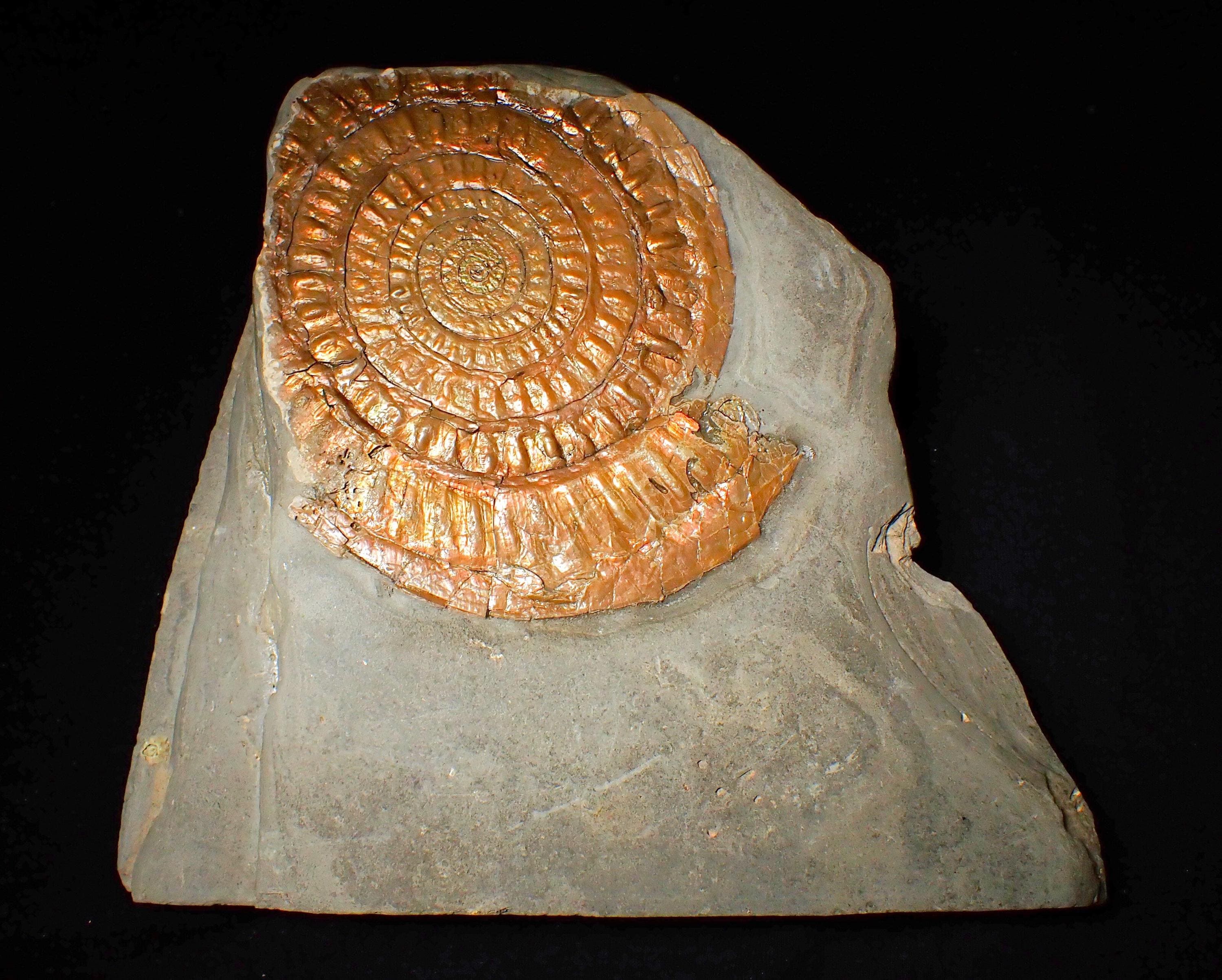 小物１ Caloceras Johnstoni 化石 ジュラ紀 大型の虹色アンモナイト化石：Caloceras johnstoni、イギリスの
