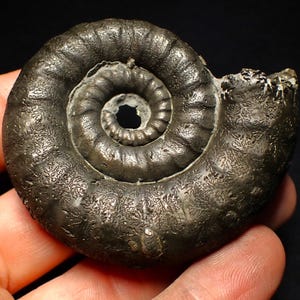 May include: A dark gray fossilized ammonite shell with a spiral shape. The shell has a textured surface with intricate patterns and a central opening. The fossil is held in a hand, showcasing its size and detail.