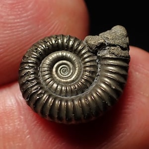 Crucilobiceras pyrite ammonite fossil (16mm)