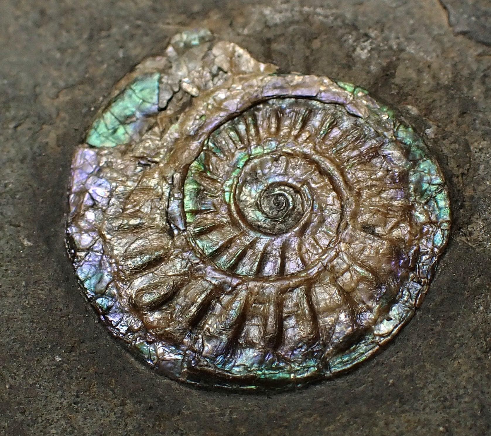 Ammonite nodule - Etsy 日本