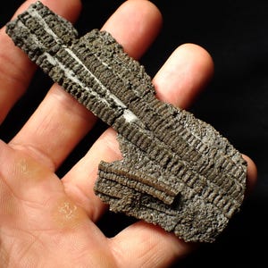 Detailiertes 3D Crinoid multi-stem Fossil (100 mm) Pentacrinites UK Jurassic Coast Fossilien Mineralien Geologie Geschichte Kuriosum Geschenkidee Antiquitäten