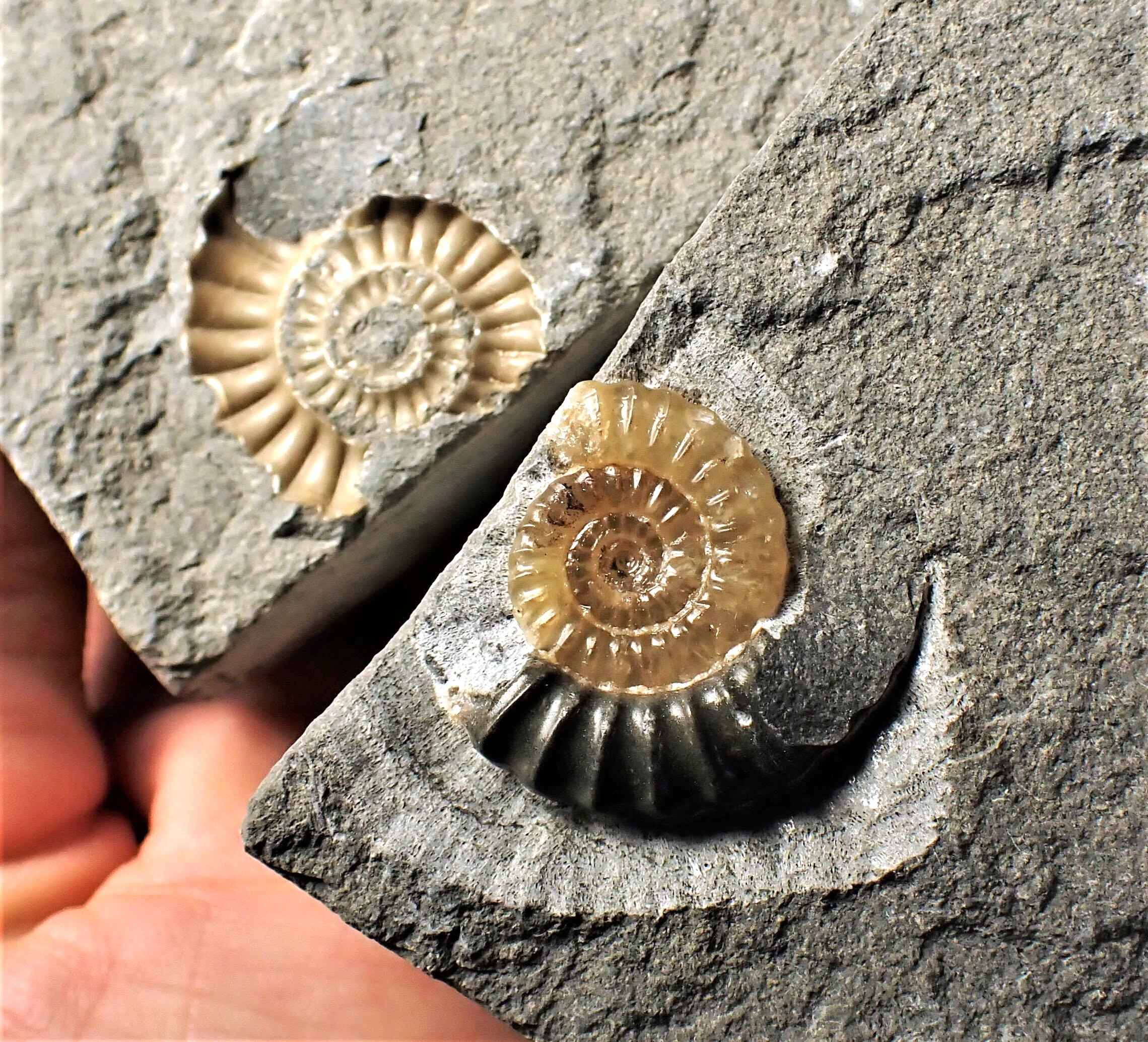 台付アンモナイト アカントセラス 化石 鉱石 希少 インテリア 台付