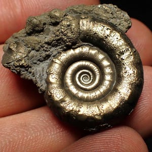 May include: A polished, golden-colored ammonite fossil with a detailed spiral pattern. The fossil is embedded in a dark, textured matrix. The ammonite's intricate design and metallic sheen are highlighted in this close-up shot.