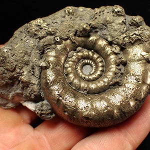 May include: A fossilized ammonite shell, showcasing a spiral pattern in shades of gold and gray. The ancient marine invertebrate is embedded in a rough matrix, with a detailed, textured surface. The fossil is a natural history specimen.