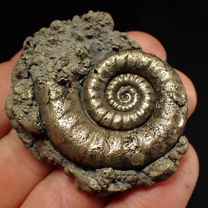 May include: A polished, golden-colored ammonite fossil with a spiral shell, set in a rough, gray matrix. The fossil's intricate details and metallic sheen are highlighted against a dark background. A natural history specimen.