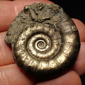 May include: A polished, golden-colored ammonite fossil with a spiral shell design. The fossil has a textured surface and is held in a hand. The fossil is a natural history item.