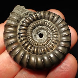 May include: A fossilized ammonite shell with a spiral pattern. The shell is a dark, metallic brown color with detailed ridges and a central hole. The fossil is held in a hand against a black background.