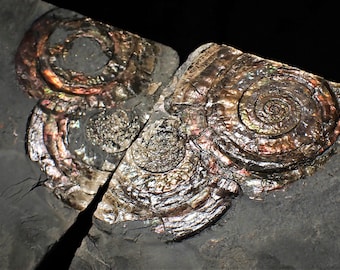 大型の虹色アンモナイト化石：Caloceras johnstoni、イギリスの