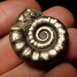 May include: A golden-colored ammonite fossil with a spiral pattern. The fossil has a textured surface and is held in a hand against a dark background. The fossil is a natural, ancient artifact.