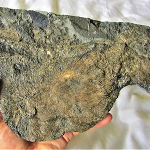 Large Pentacrinites Crinoid Fossil Colony - Jurassic Coast UK (265mm)