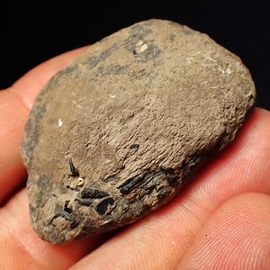 Peut inclure: Un spécimen fossilisé de forme irrégulière avec une surface texturée brun clair. L'objet présente des inclusions minérales allongées noir foncé incrustées et de petites taches blanches dispersées sur son extérieur inégal et altéré.