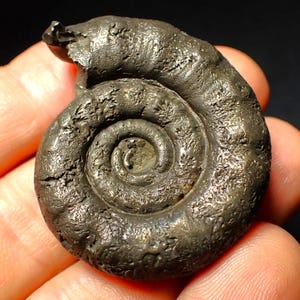 May include: A fossilized ammonite, a type of extinct marine mollusk, with a spiral shell. The shell is a dark gray color and has a rough, textured surface.