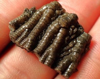 Tête fossile de crinoïde pentacrinite : côte jurassique à collectionner (25 mm)