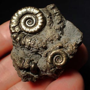 May include: A fossilized ammonite specimen featuring multiple golden-colored spiral shells embedded in a gray matrix. The shells have intricate details and a metallic sheen, showcasing the natural beauty of ancient marine life.
