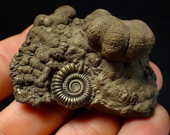 ロシア産、黄鉄鉱マトリックス上の黄鉄鉱化アンモナイト化石、1億5000