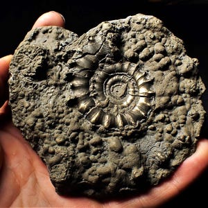 Large Pyrite Eoderoceras Ammonite Fossil - Jurassic Coast UK (105mm)