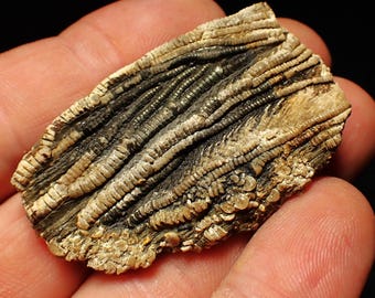 化石化したウミユリ - 化石ウミユリ - 海洋生物 - 最高の贈り物化石