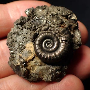 May include: A dark, metallic-looking ammonite fossil embedded in a matrix of gray rock. The ammonite shell displays a spiral pattern, and the surrounding rock has a rough, textured surface. The fossil is a natural, geological specimen.