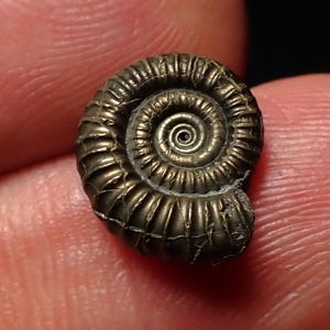 Tiny Crucilobiceras pyrite ammonite fossil (12mm)