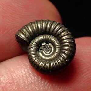 May include: A small, metallic-toned ammonite fossil featuring a tightly coiled, spiral shell with distinct, raised ridges radiating from the centre. The surface has a reflective, dark bronze finish with visible texture and natural grooves.