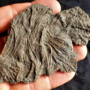 Pentacrinites Crinoid Fossil: Jurassic Coast, UK (95 mm)