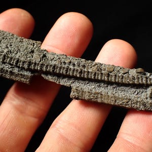 Pentacrinites Crinoid Fossil: Jurassic Coast, UK - 86 mm Multi-Stem