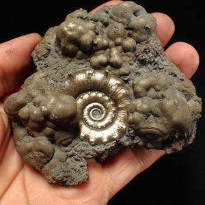 May include: A fossilized ammonite, featuring a spiral shell, is embedded in a matrix of rough, textured rock. The shell has a metallic, golden hue, contrasting with the darker, earthy tones of the surrounding stone. A unique geological specimen.