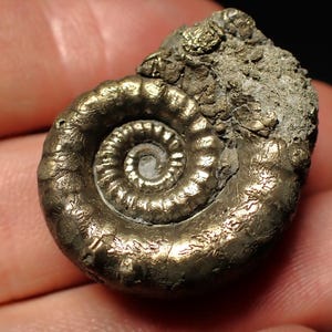 Pyrite Eoderoceras bispinigerum ammonite fossil (30 mm)