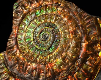 大型の虹色アンモナイト化石：Caloceras johnstoni、イギリスの
