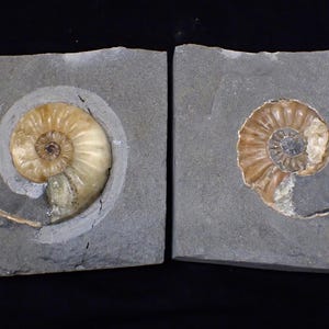 Popped Asteroceras obtusum Ammonite Fossil: Jurassic Coast Display Piece