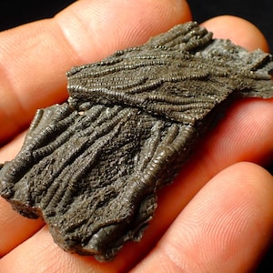 Pentacrinites Crinoid Fossilienkopf: Juraküstenfund (60 mm)