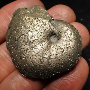 Oxynoticeras pyrite ammonite fossil (44mm)